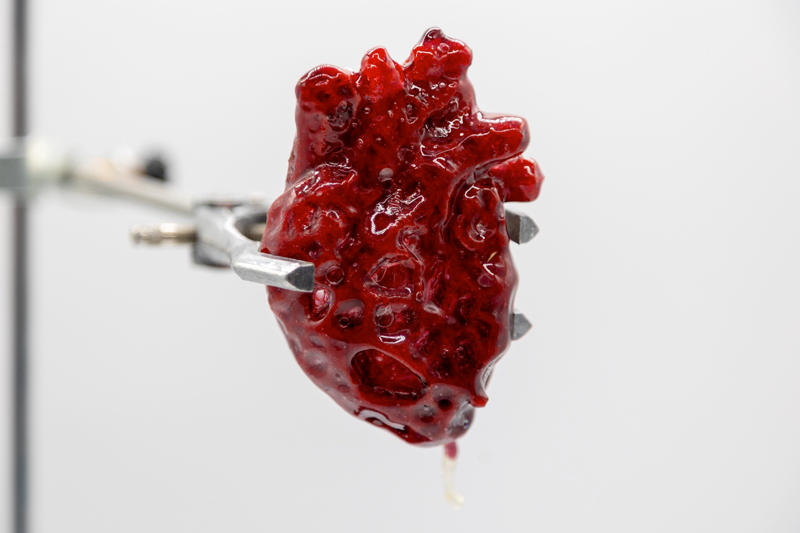 Sculpture rouge en matière organique en forme de cœur humaine tenue par des pinces.